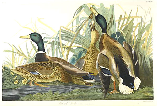 Bien chromolithograph of mallard ducks after John James Audubon.