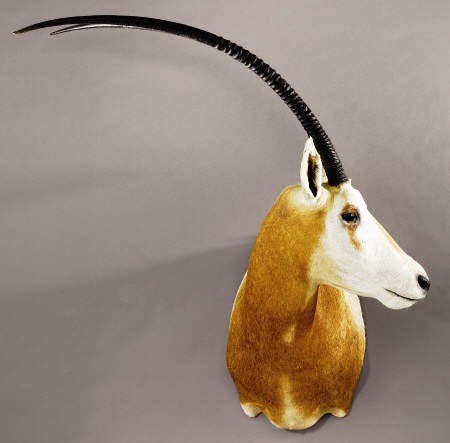 Scimitar Horned Oryx, shoulder mount, Africa