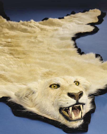Taxidermy; Lion, Rug, Hide & Head, Albino, Felt Backed, 8 ft.