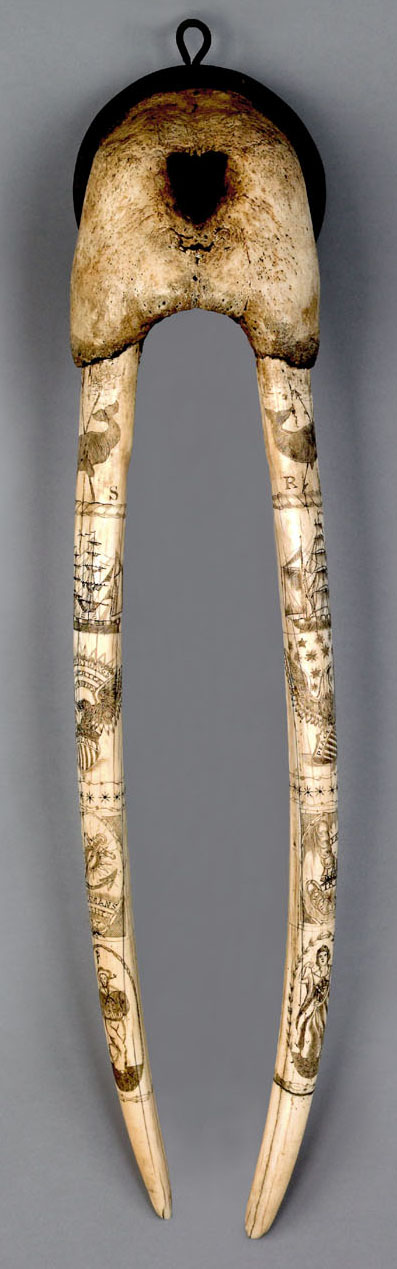 Scrimshaw; Walrus Tusks & Skull, Thos-Haines, signed, Seaman's Rights