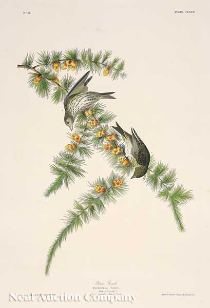 John James Audubon, Pine Finch from Birds of America, Havell edition