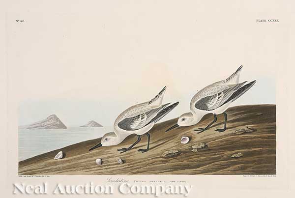John James Audubon, Sanderling from Birds of America, Havell edition