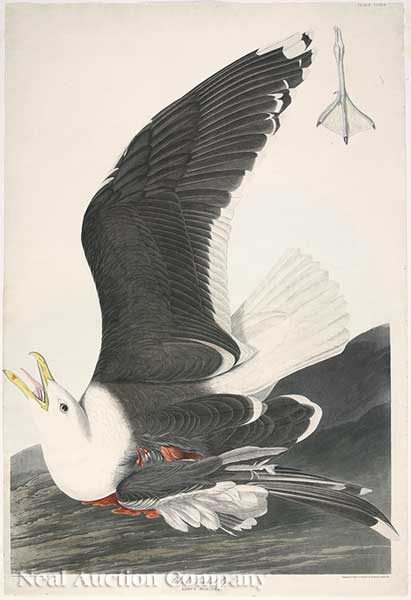 John James Audubon, Black Backed Gull from Birds of America, Havell edition