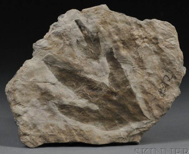 dinosaur track fossil