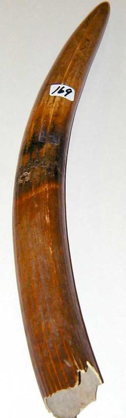 Fossil; Walrus Tusk, Petrified, 16 inch.