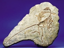 Fossil; Dinosaur, Raptor, Sinosauropteryx, Full Body with Fish ...