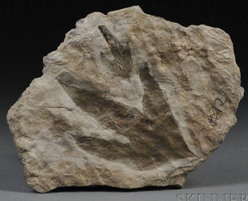 dinosaur connecticut giganteus fossil footprint values antiques record current credit found prices4antiques